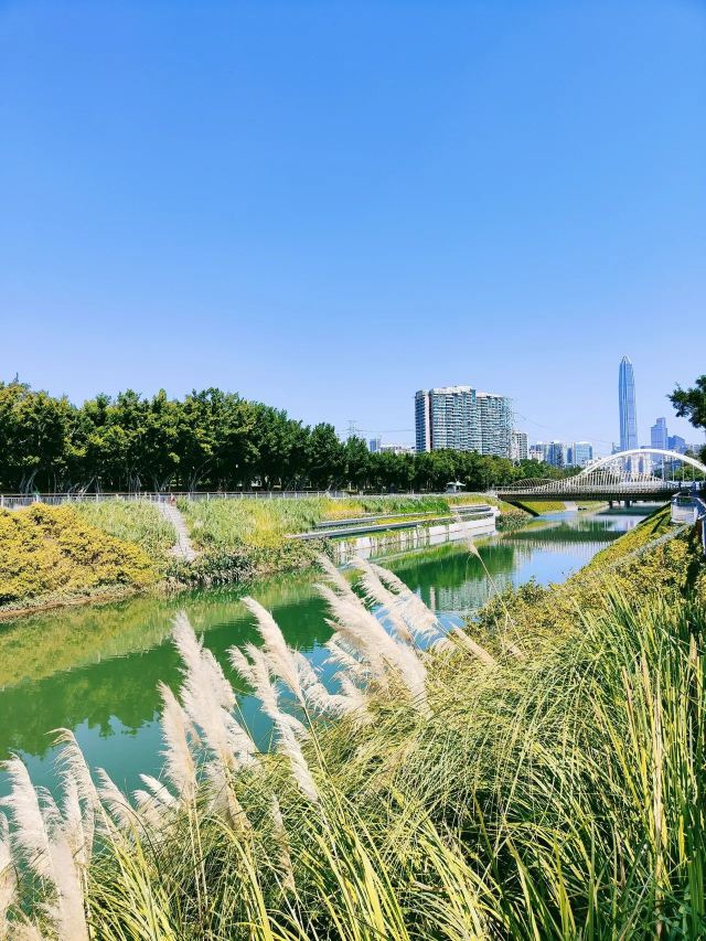 杜鹃湖旅行图片 4