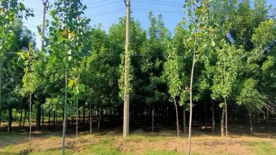 民族公園