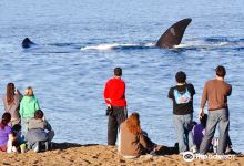 Playa Las Canteras景点图片