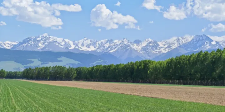昭蘇汗騰格里雪山麥田