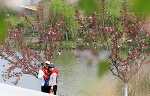 周至游记图文-春游楼观，看非遗赏花海品美食逗秦岭四宝亲测打卡旅游攻略