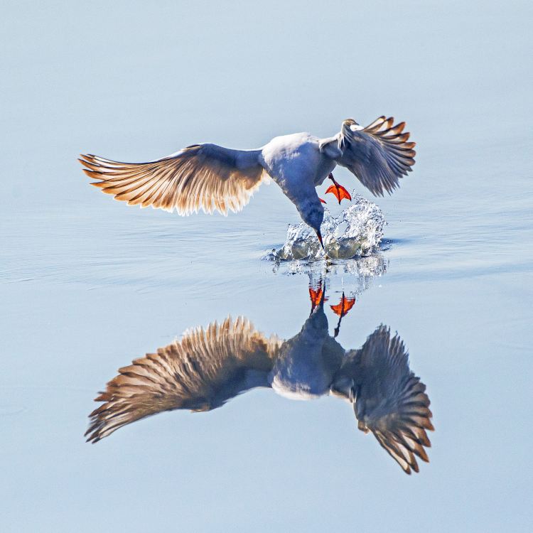 Zhanjiang Black-Headed Gull Boating Trip