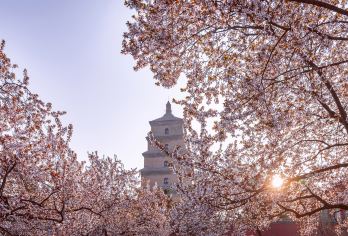 大雁塔+大慈恩寺一日游【专业人工精讲|大雁塔&慈恩寺】【专业景区大咖深度讲解1.5H，深度了解、体验西安博物院、小雁塔的人文历史】