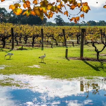 澳大利亚珀斯+罗特尼斯岛+塞万提斯+巴瑟尔顿12日9晚自由行