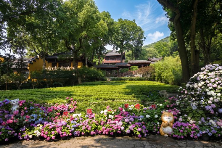 杭州赏绣球花