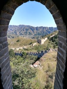 乌龙沟长城-涞源-大松树叶子