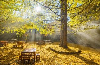 这个秋天最不能错过的4个旅行地，看完第一个就会被吸引！