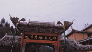 银杏之旅（一）邂逅妥乐