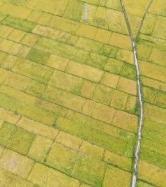 永吉游记图文-坠入稻田深处，惊起一片金色的麦浪（打卡吉林永吉县万昌贡米两日行)