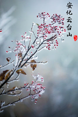 天降祥瑞——云台山风景区下雪了