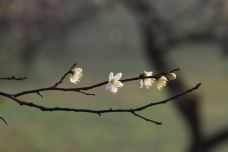 东湖梅园-武汉-zhouchicjw