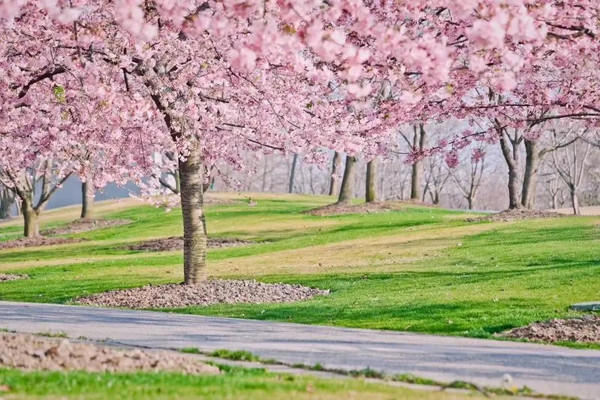 上海赏樱打卡目的地推荐！