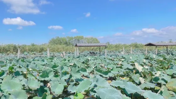 鶴龍湖