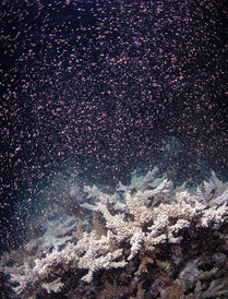 大堡礁游记图片] 澳大利亚大堡礁迸发新生命，迎来数十亿珊瑚产卵奇景