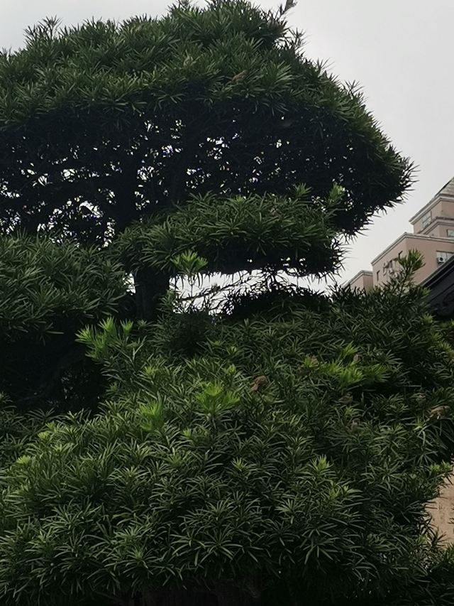 女娲滨海公园旅行图片 1