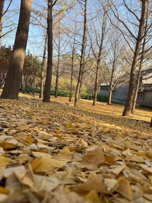 将府公园旅行图片 4