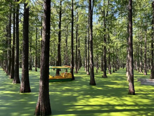 水上森林
