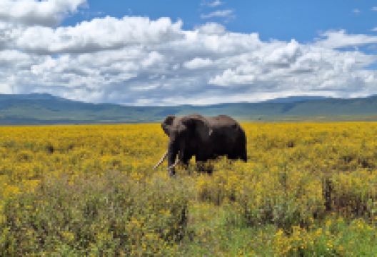 恩戈罗恩戈罗保护区景点图片