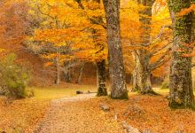 阿亚多·德·蒙特霍景点图片