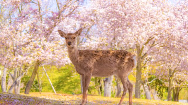 奈良公园