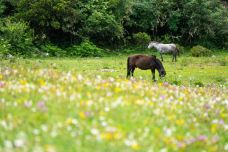 康定情歌(木格措)景区-康定