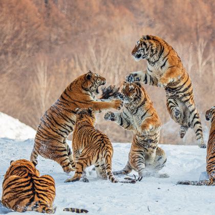 哈尔滨+牡丹江+横道河子6日5晚私家团