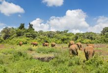 Nairobi Animal Orphanage景点图片