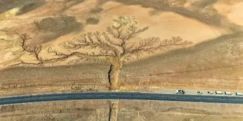 西藏阿里大地之樹