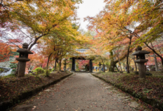秋月城址景点图片