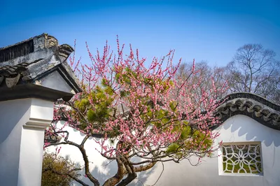 南京赏梅花