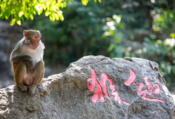 陵水南湾猴岛+呆呆岛+港湾游一日游【专车上门接送不含门票】【专车服务，避免拼车纷扰，享受专属旅行空间；老司机熟悉路况，避开高峰与危险，保障旅途轻松顺畅】