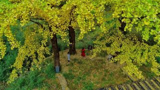 美哭！天岳幕阜山千年银杏古树，迎来最佳观赏时期！看一眼就沦陷