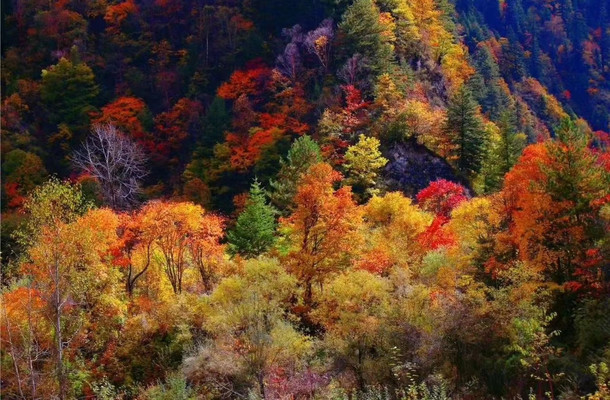 半山彩林半山雪，绚丽蜀景醉金秋。