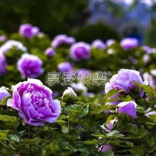 【菏泽】犹如初见，轻嗅芬芳