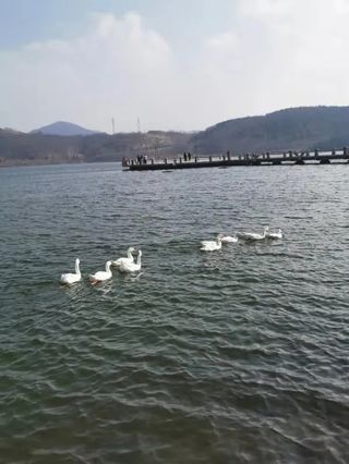 春暖花开，奔你而来-松月湖蓝海钧华