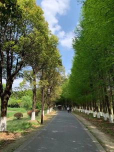 苏州太湖国家湿地公园-苏州-小小绿带爆米花