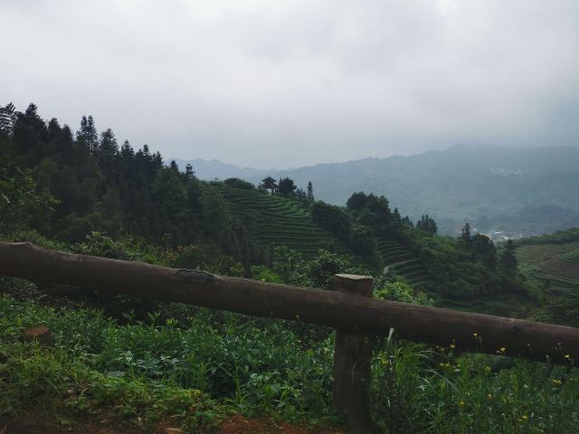 布央茶山旅游区旅行图片 15