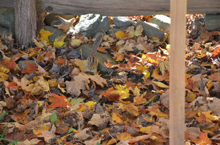 【好旅知时节】加拿大蒙特利尔周边（十月）