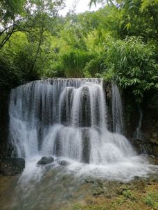 天河潭旅游度假区-贵阳-大松树叶子