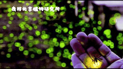 研学故事|夜探植物园,寻找宝藏植物