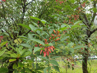 鸡冠刺桐，期待撕下“濒危”的标签
