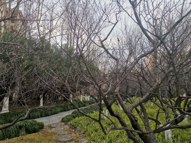 如意湖公园旅行图片 3