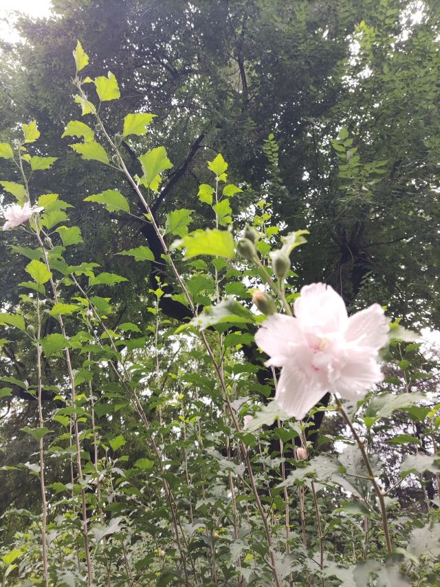 南馆公园旅行图片 4
