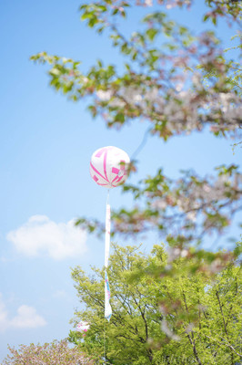 临海樱花季，市集，古街，老城，2天嗨不够
