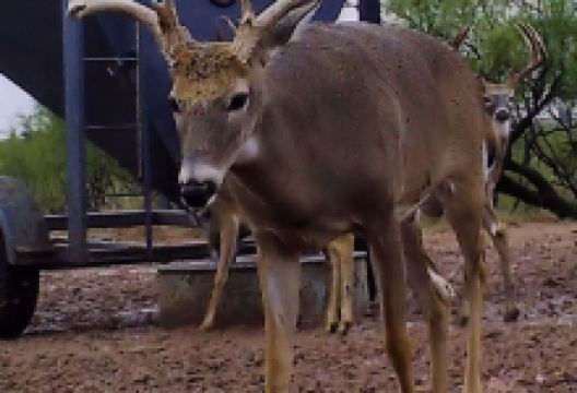 Caskey Mountain Hunting Preserve景点图片
