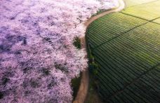 贵安樱花园-安顺