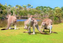 菲利普岛野生动物园景点图片