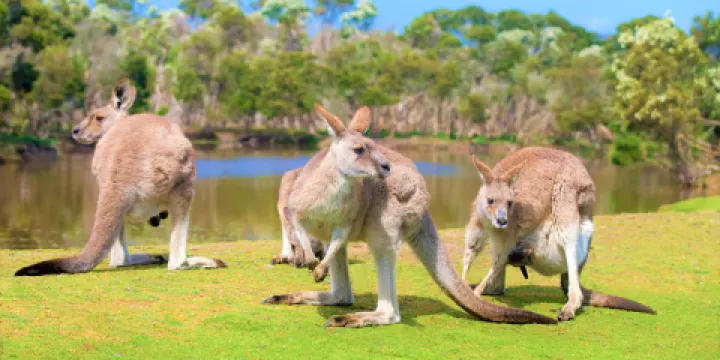 菲力浦島野生動物園