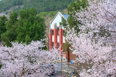 龙王塘樱花园