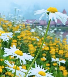 大邑游记图文-烟雨中的西岭雪山最醉人！